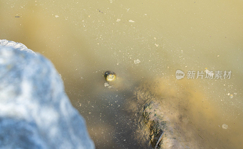 Mauremys Leprosa在Llobregat river